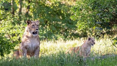 Dos pequeñas leonas presentadas por primera vez en el Parque Zoológico de París Dos pequeñas leonas presentadas por primera vez en el Parque Zoológico de París